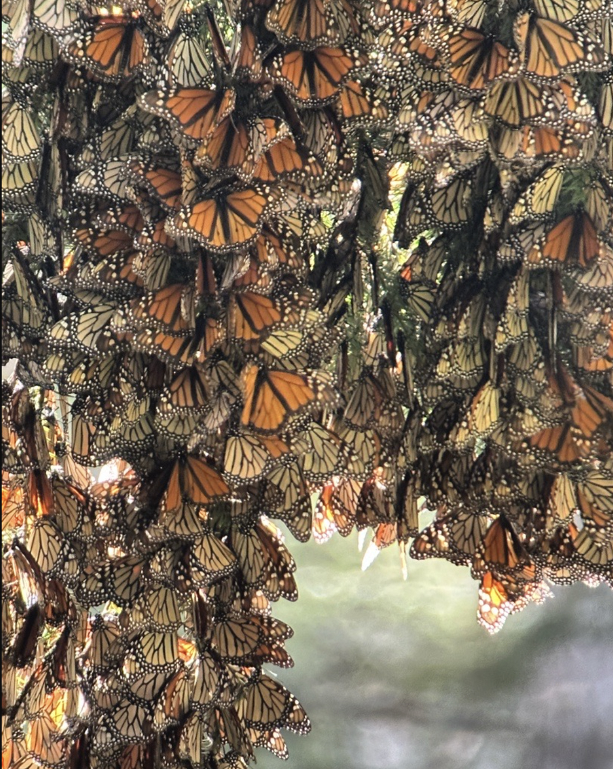 Close up of the Monarchs, El Rosario Sanctuary.