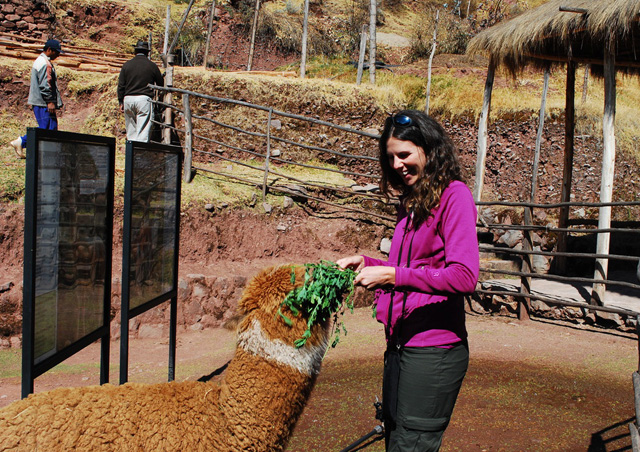 Feeding an alpaca at an alpaca farm in Peru