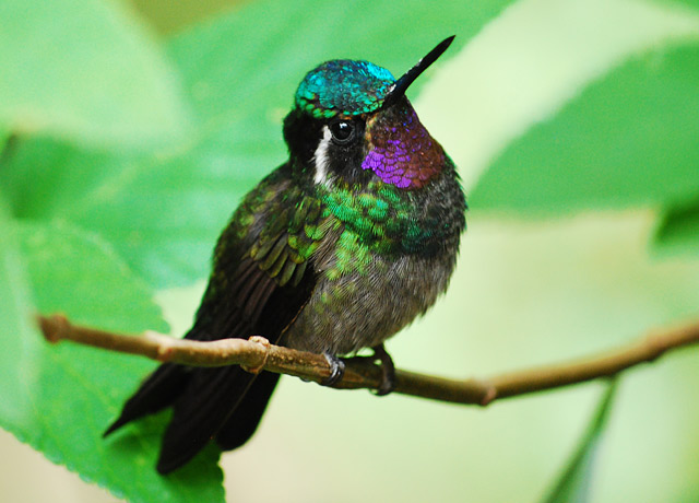 A purple-throated mountain gem hummingbird.  Seen in the cloud forests near Monteverde, Costa Rica.