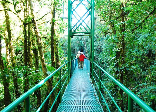 Exploring Costa Rica's cloud forests from hanging bridges, high in the canopy.