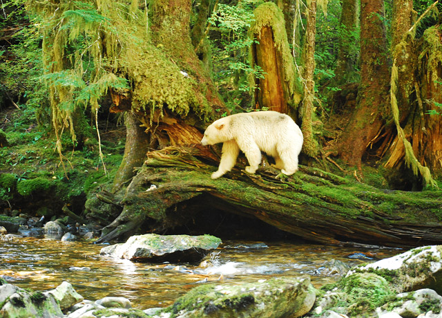 A spirit bear in its lush environs in British Columbia.