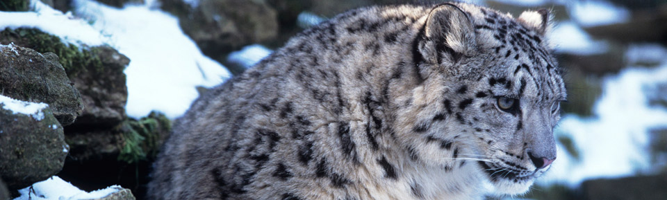 Natural Habitat Adventures | WWF | WWF in Action | Snow Leopard