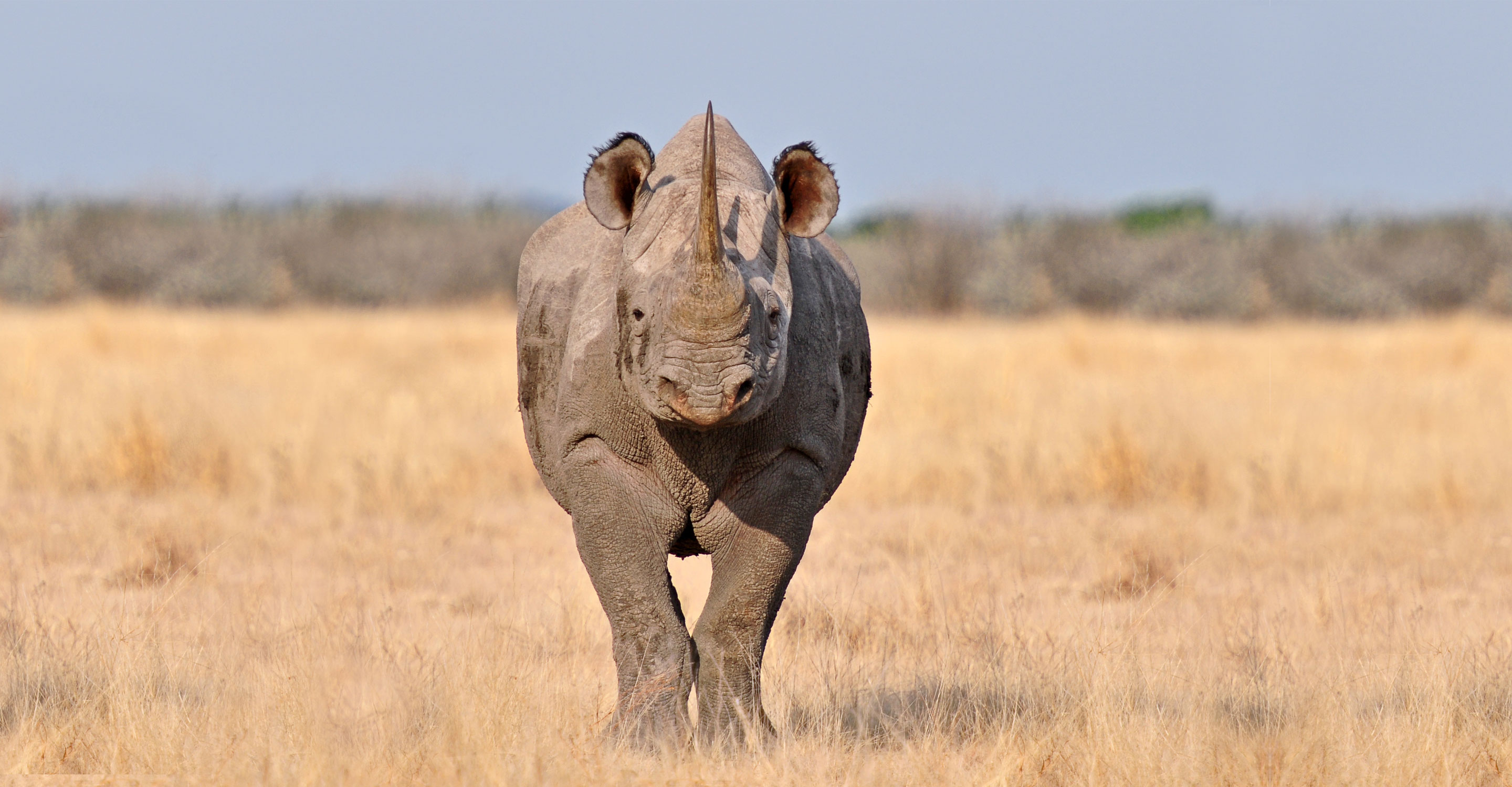 rhinoceros 6 for private user