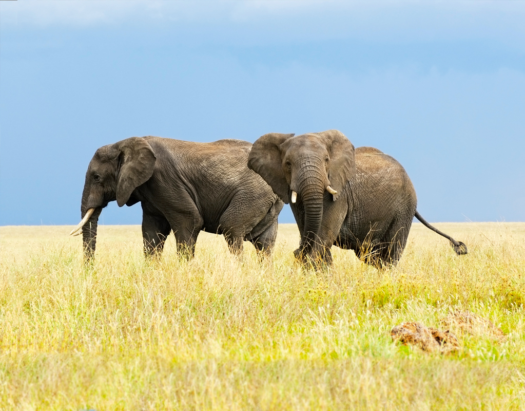 Tanzania Safaris | Africa | Natural Habitat Adventures