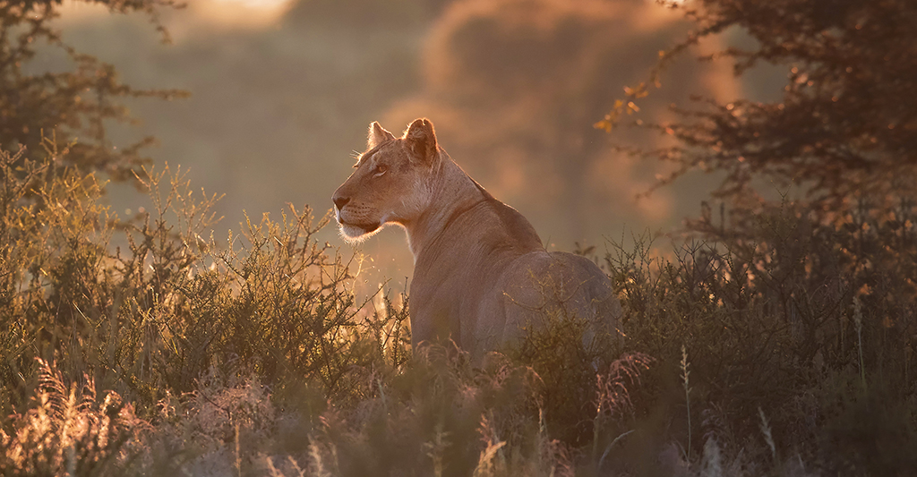 Natural Habitat Adventures | Camps, Lodges, Ships & Innovations | Nat ...