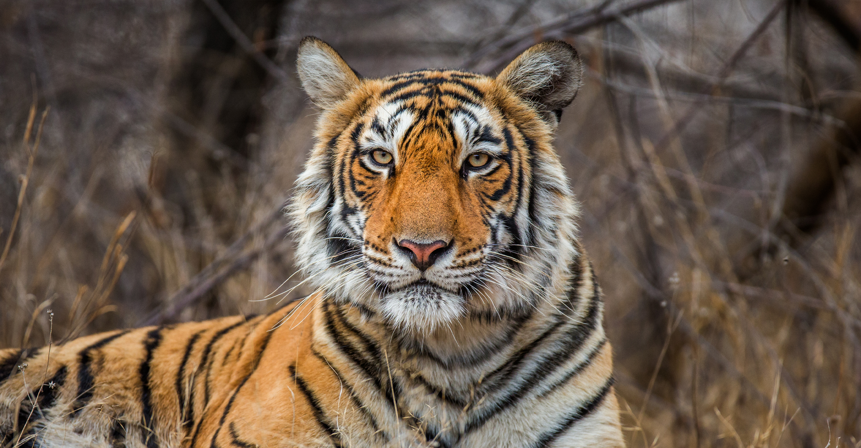 My quest of sighting a Bengal Tiger - Wildlife Trust of India