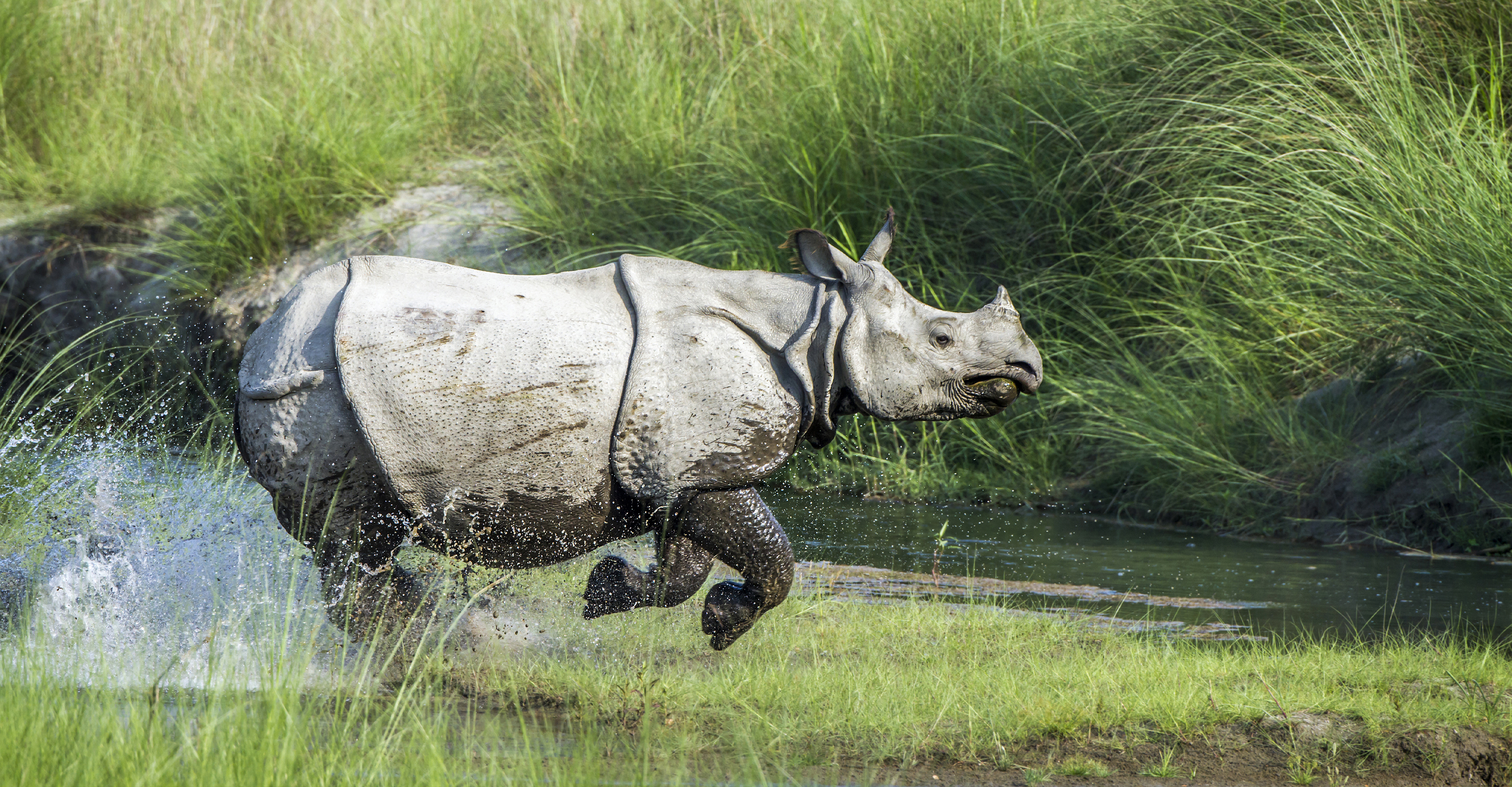 Beyond's rhino rescue efforts rewarded: Travel Weekly Asia