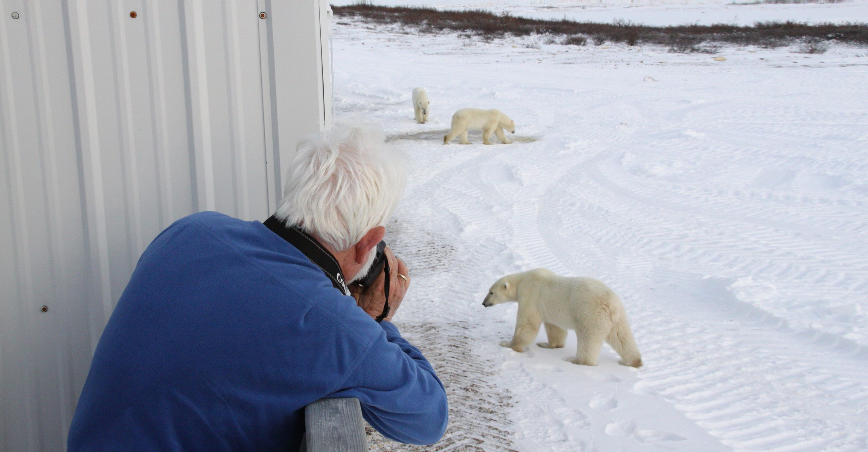arctic tundra polar bear