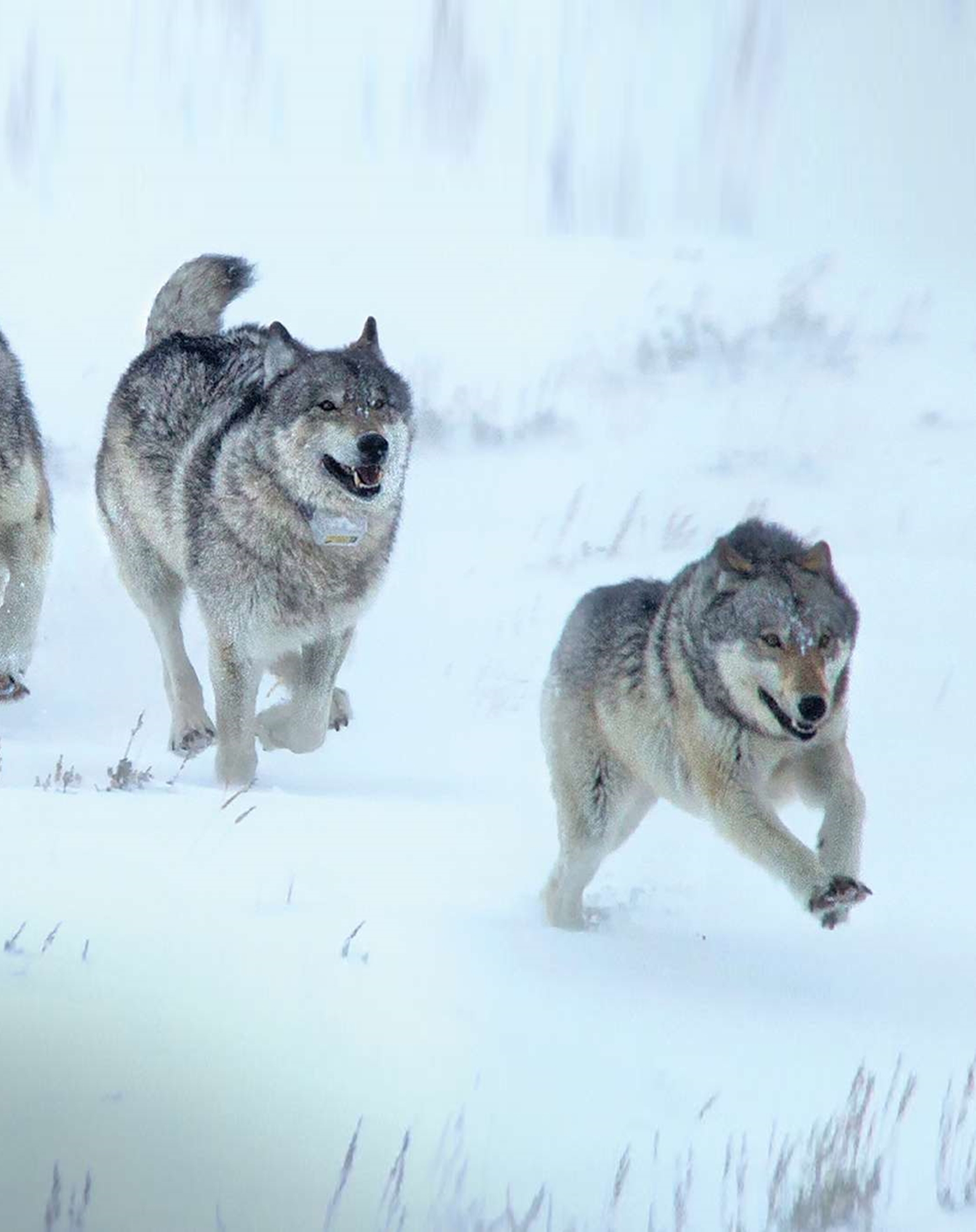 Yellowstone National Park Wolf Photo