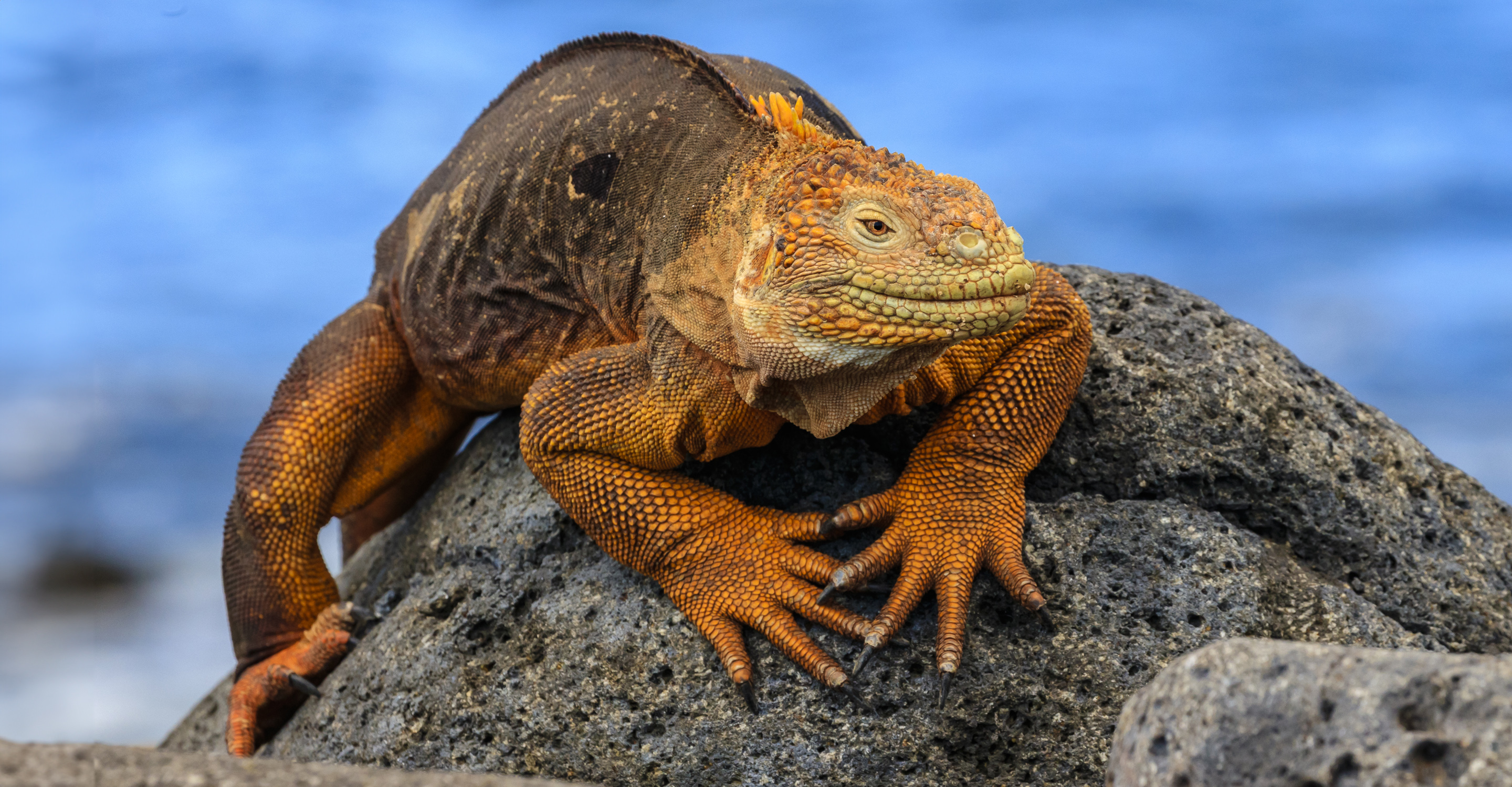 Natural Habitat Adventures | Galapagos Islands Tours | Galapagos ...