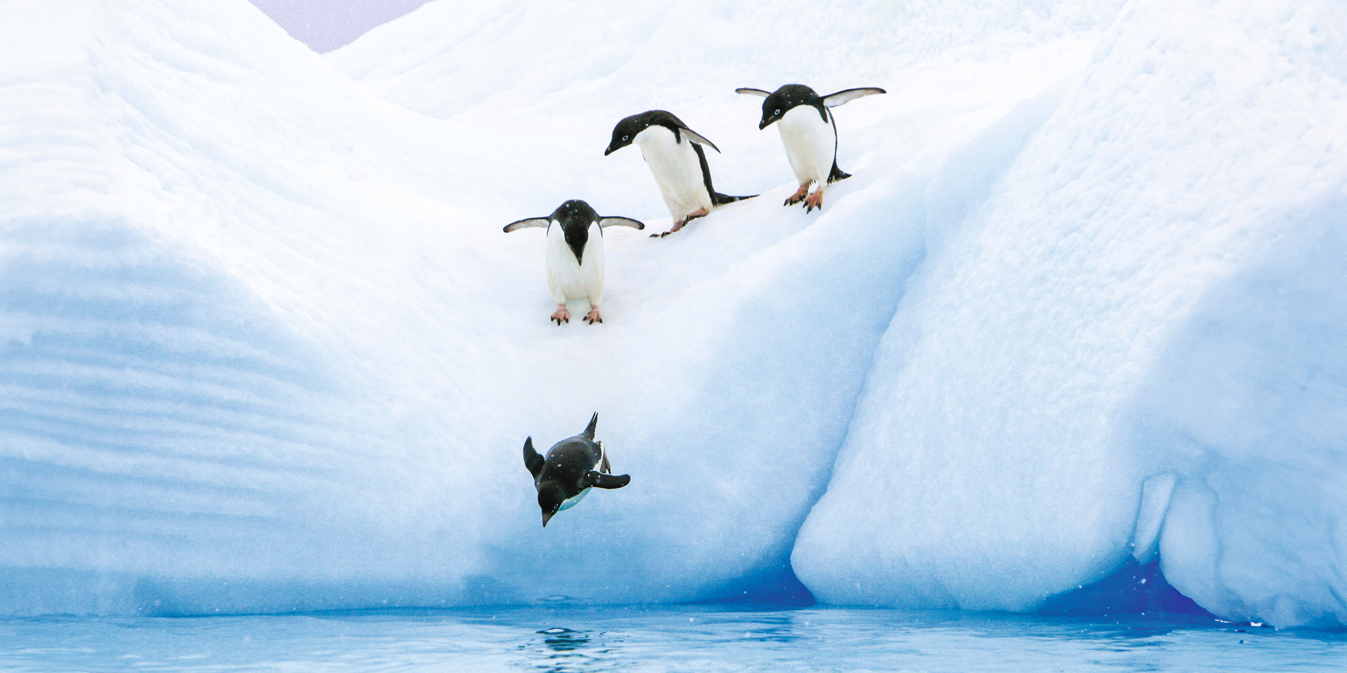 Natural Habitat Adventures | Antarctica & Arctic | Antarctica Direct ...