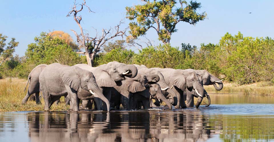 Botswana Green Season Safaris | Kalahari & Okavango Delta