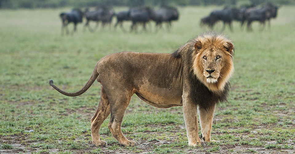 Botswana Photo Safari | Africa | Natural Habitat Adventures