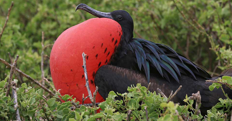 Galapagos Tour | Natural Habitat Adventures