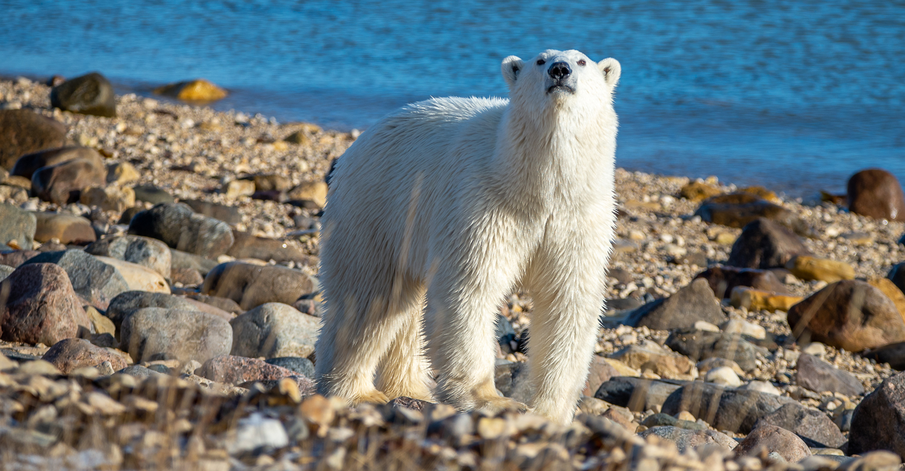 Churchill Polar Bear Tours Natural Habitat Adventures