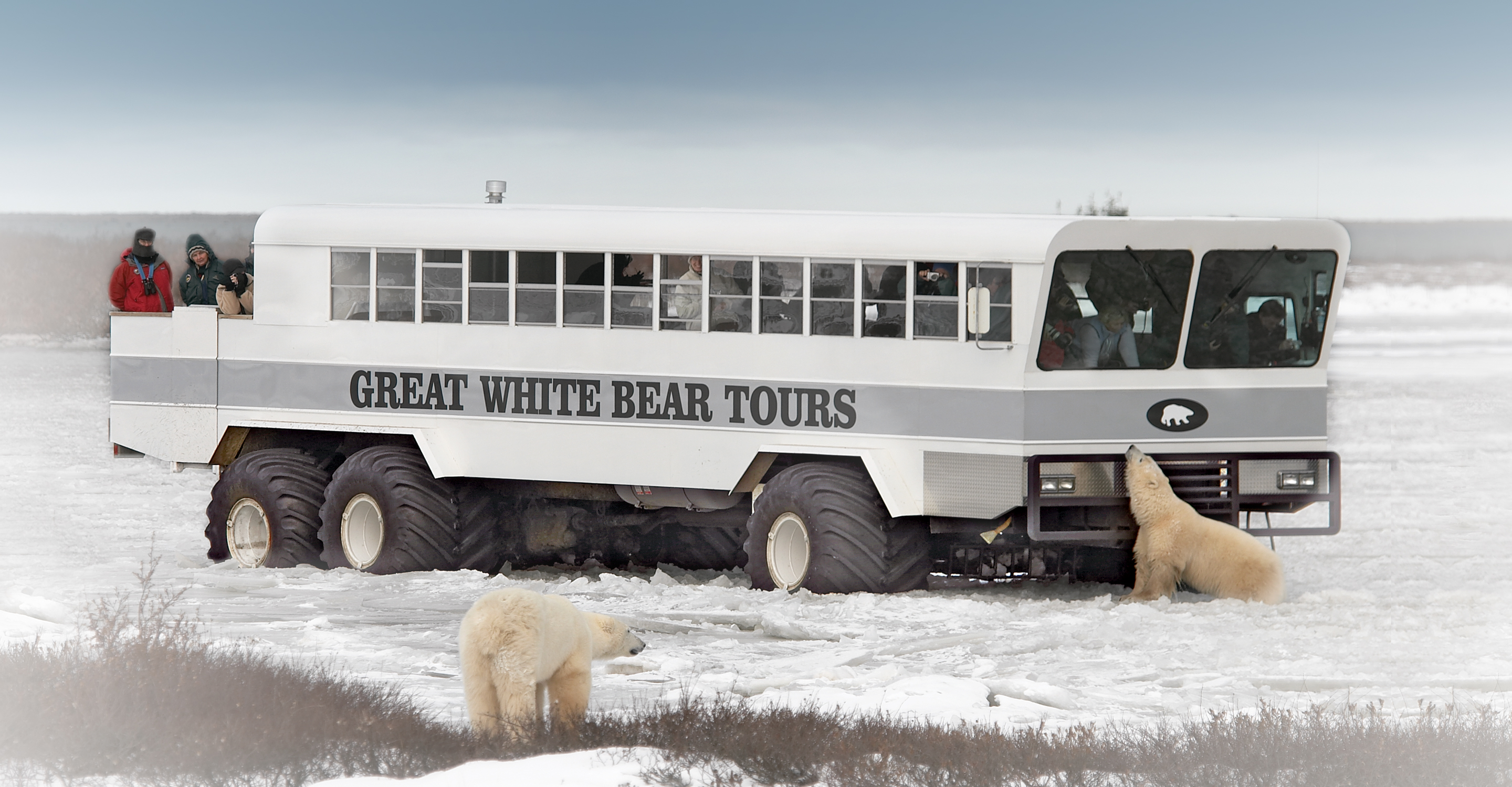 Polar Bear автомобиль