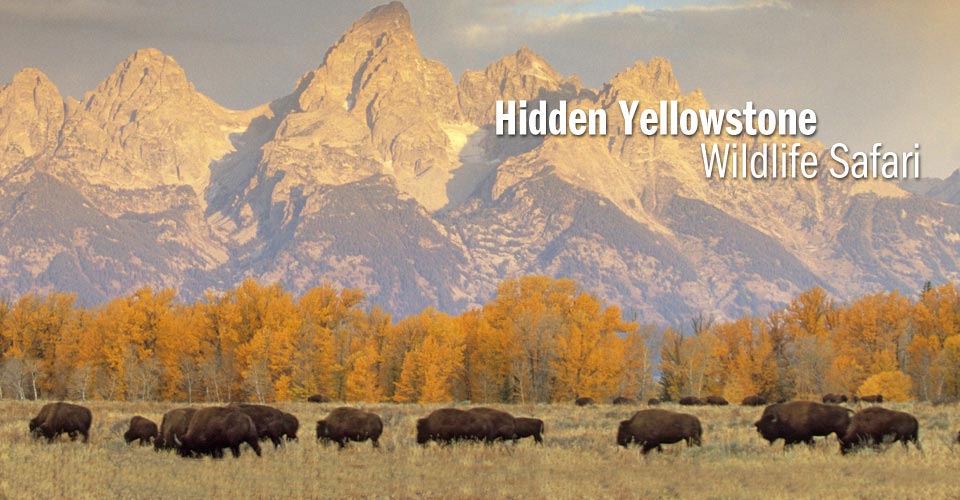 Download Yellowstone Safari | Adventure Travel | Natural Habitat