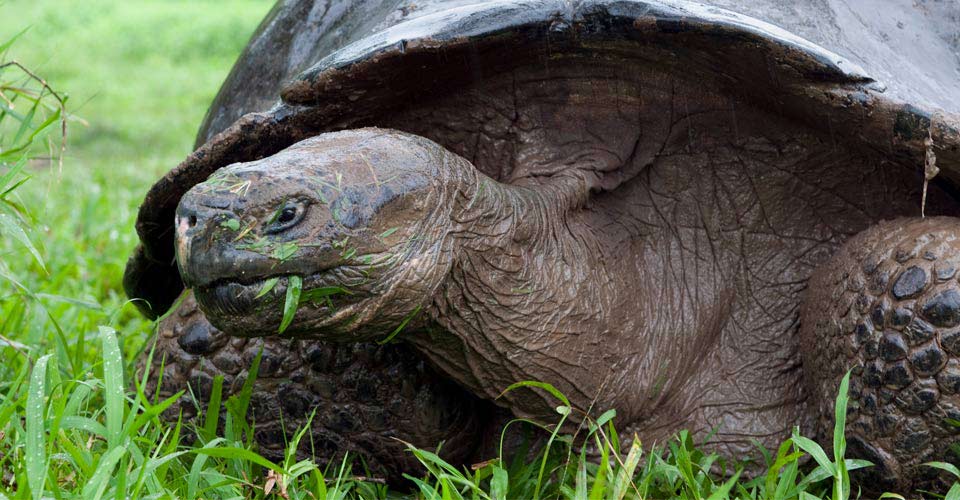 Galapagos Family Cruise | Natural Habitat Adventures