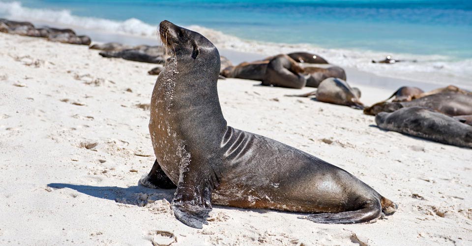 Galapagos Family Cruise | Natural Habitat Adventures