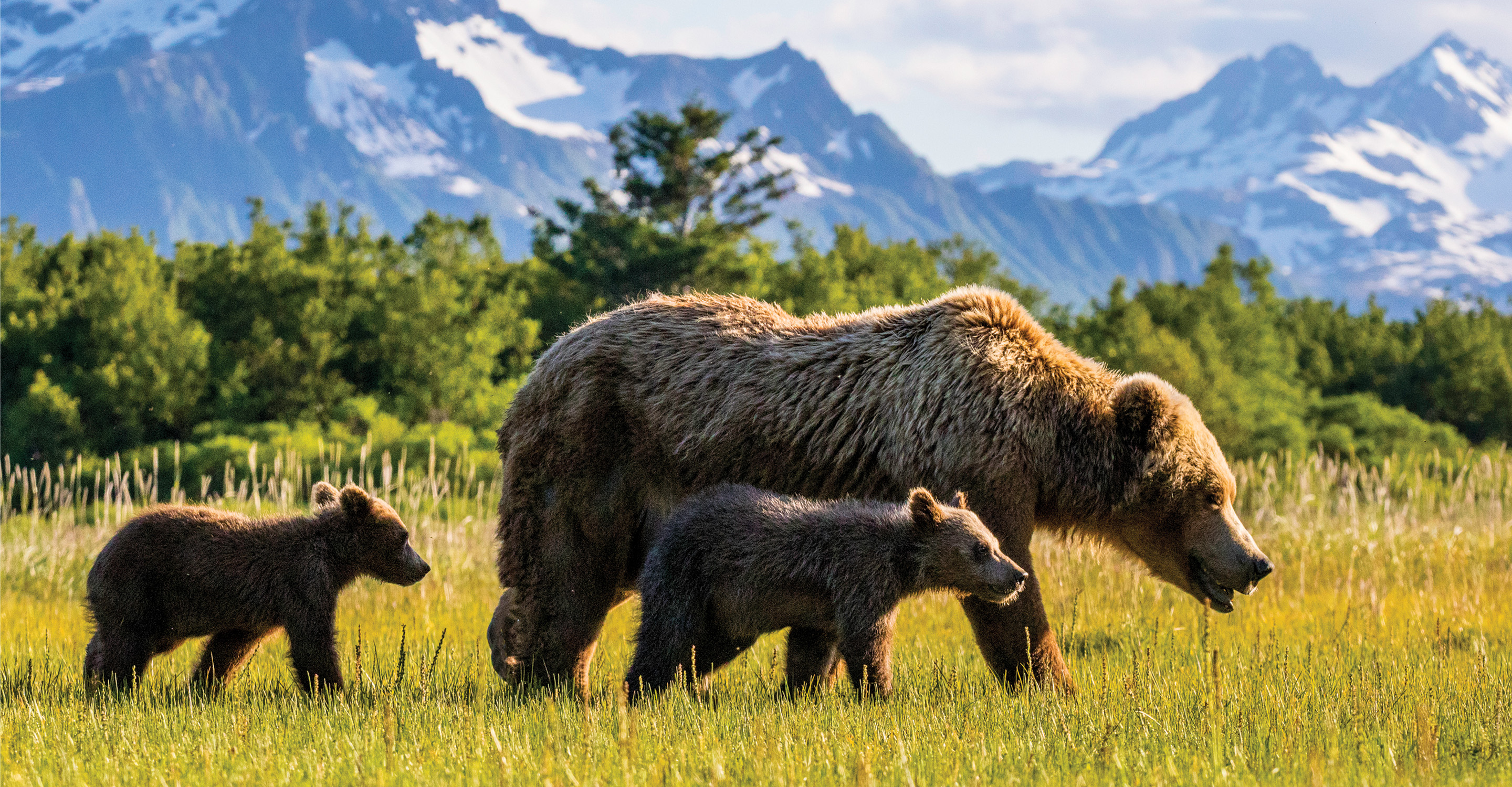 Brown bear with cubs, Katmai National Park & Preserve, Alaska.