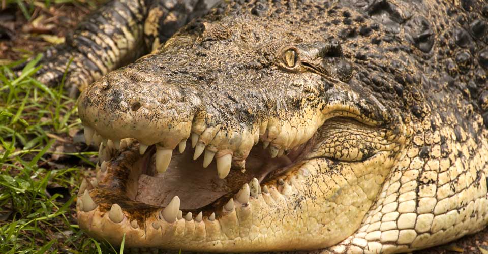 Mugger crocodile, Ranthambore National Park, India | Nile crocodile ...