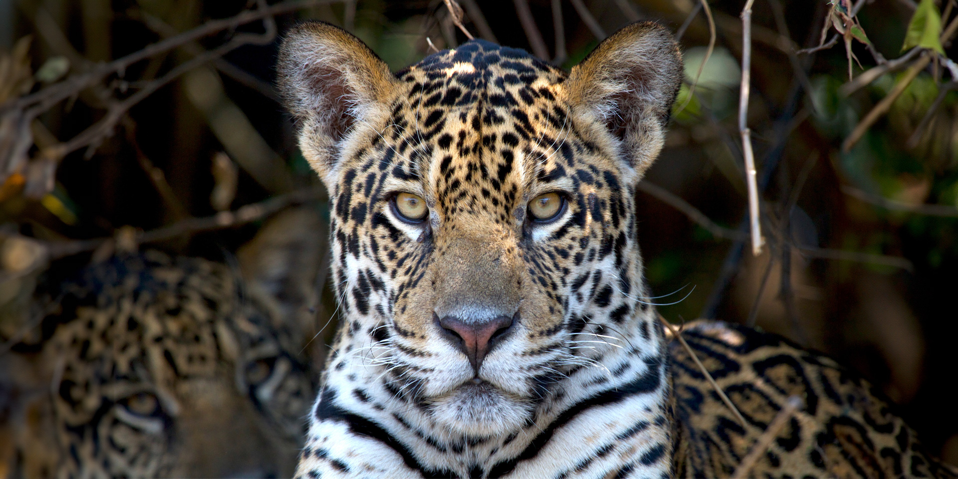 Natural Habitat Adventures | South America Adventures | Brazil Jaguar ...