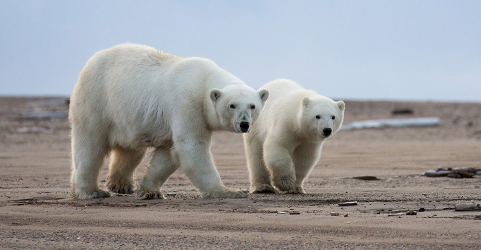 Kaktovik Alaska Polar Bear Photo Tour | Adventure Travel