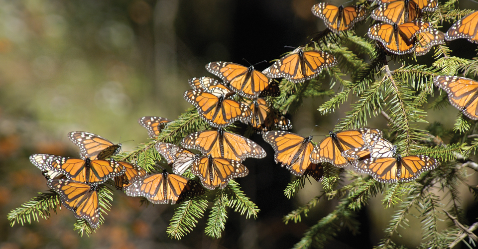 Monarch Butterfly Photo Tour | Photo Expeditions