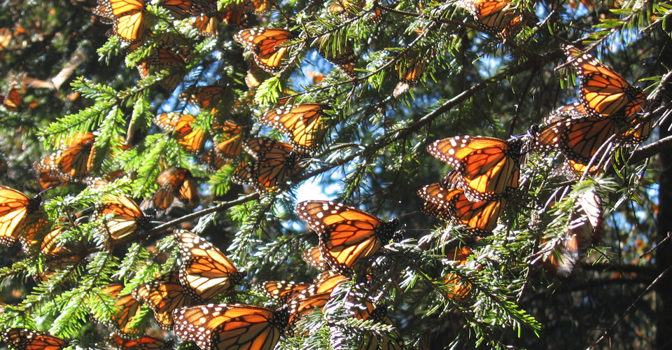 Monarch Butterfly Photo Tour | Photo Expeditions