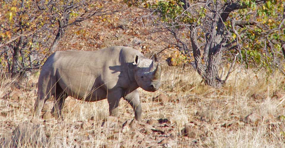 Namibia Rhino Safari | African Safaris | Natural Habitat Adventures