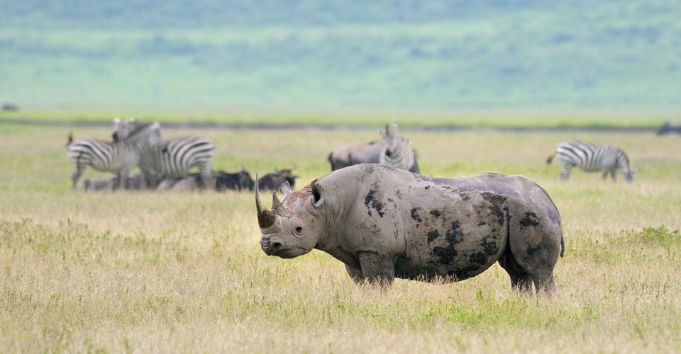 Ngorongoro Crater | African Safaris | Natural Habitat