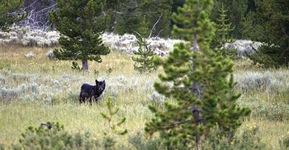 Yellowstone National Park Camping Adventure Travel