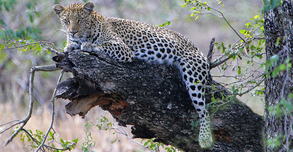 South Africa Safari | Africa | Natural Habitat Adventures