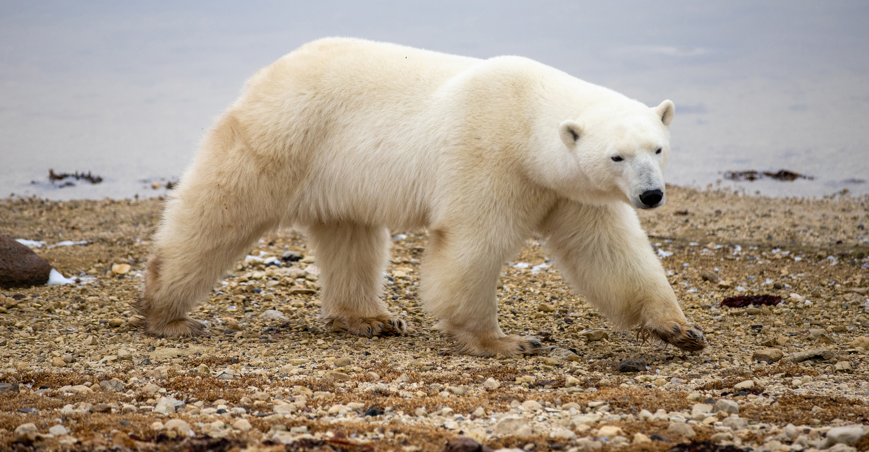 churchill polar bear tours 2022