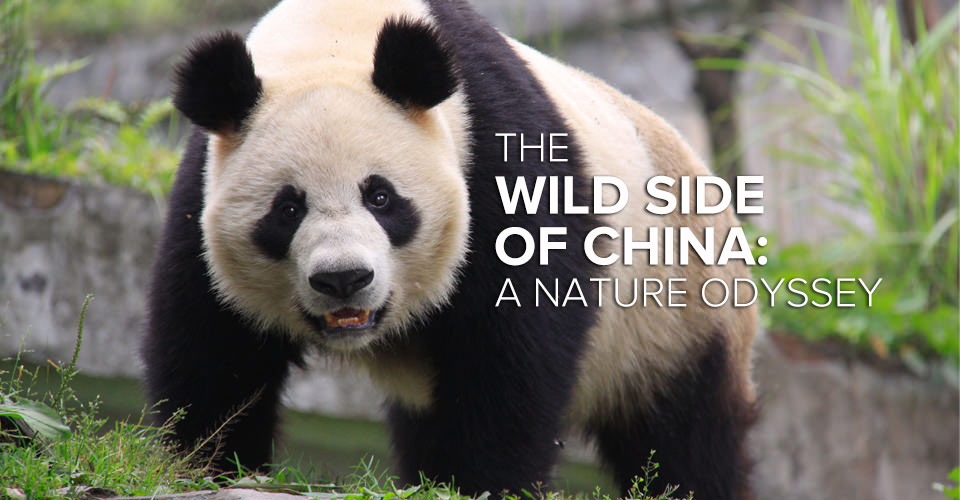 Panda Bear Tour | China Adventure Travel | Natural Habitat