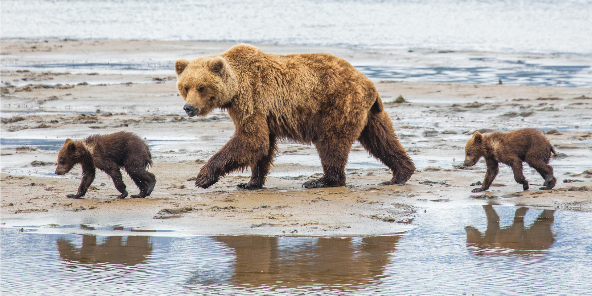 Natural Habitat Adventures | Nat Hab's Alaska Bear Camp Photo Expedition