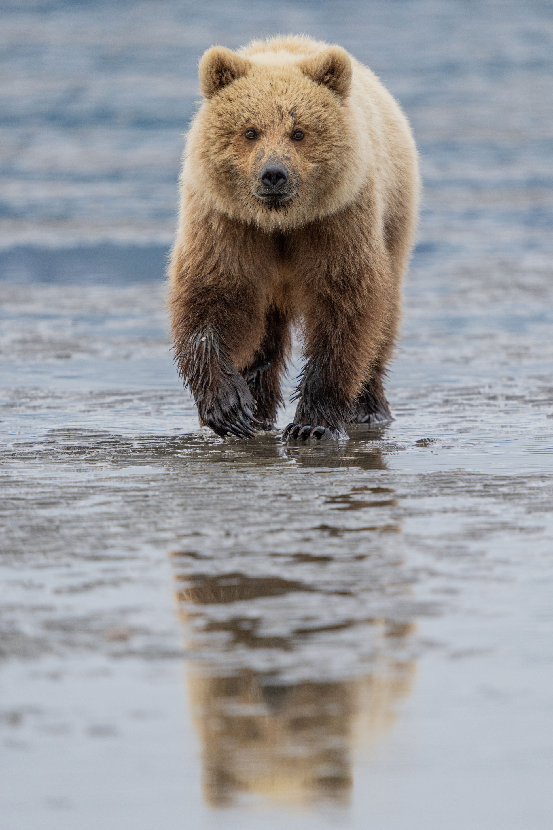 Natural Habitat Adventures | Nat Hab's Alaska Bear Camp Photo Expedition