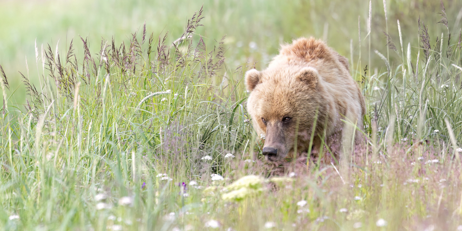 Natural Habitat Adventures | Nat Hab's Alaska Bear Camp Photo Expedition