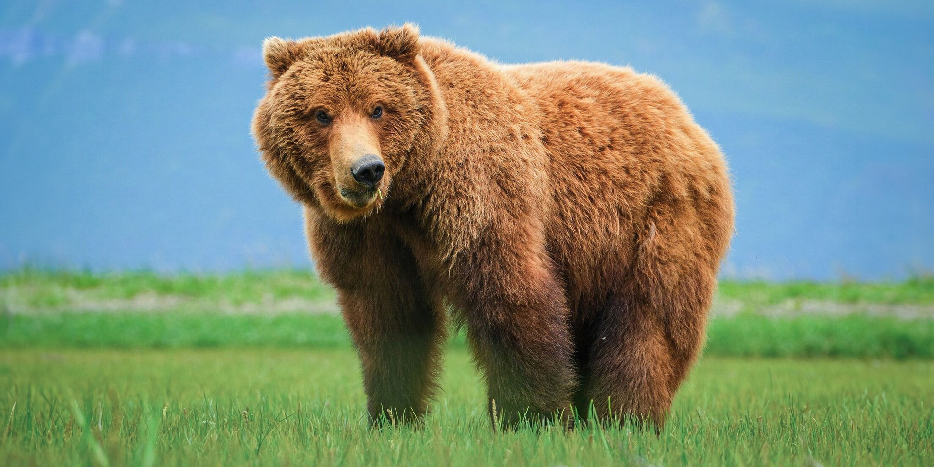 Natural Habitat Adventures | Nat Hab's Alaska Bear Camp Photo Expedition