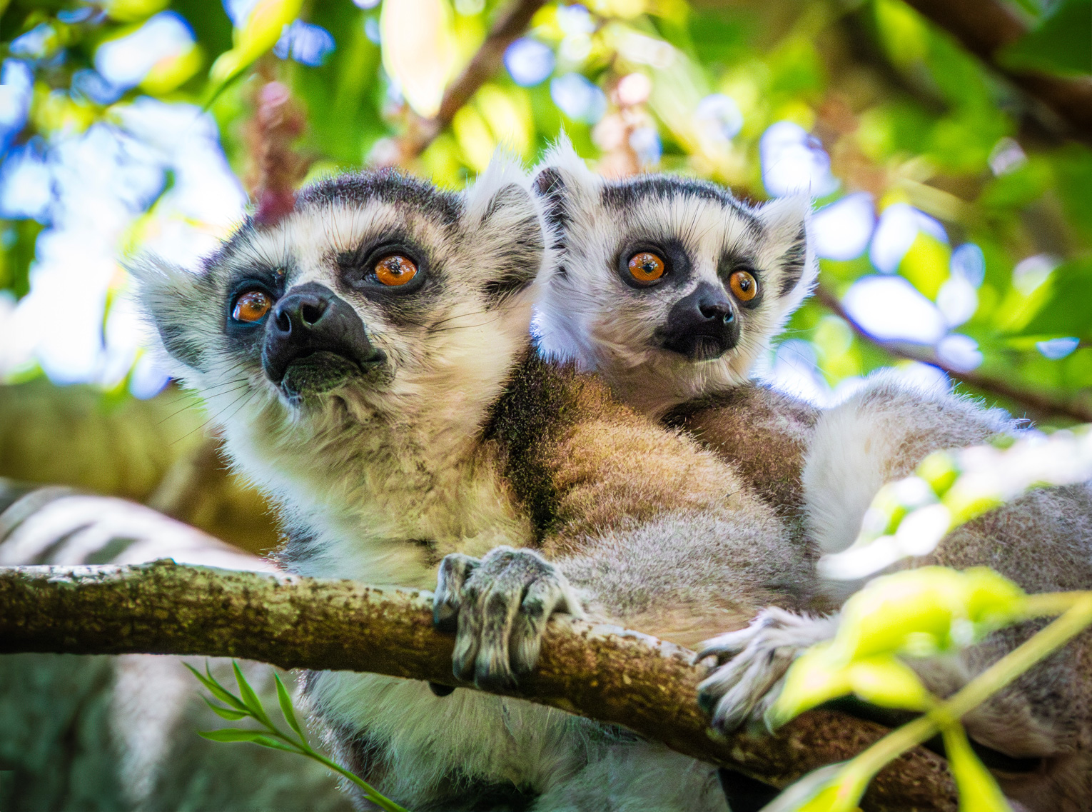 Natural Habitat Adventures | African Safaris | Madagascar Wildlife ...