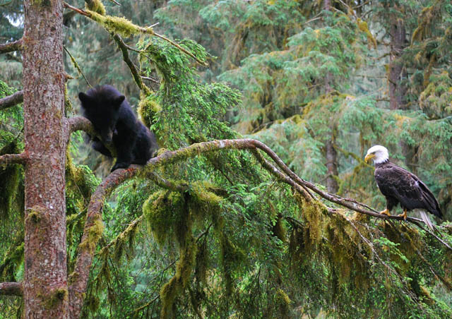 Bears and eagles in Southeast Alaska