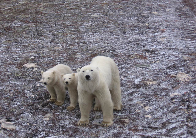 Polar Bear momma with cubs
