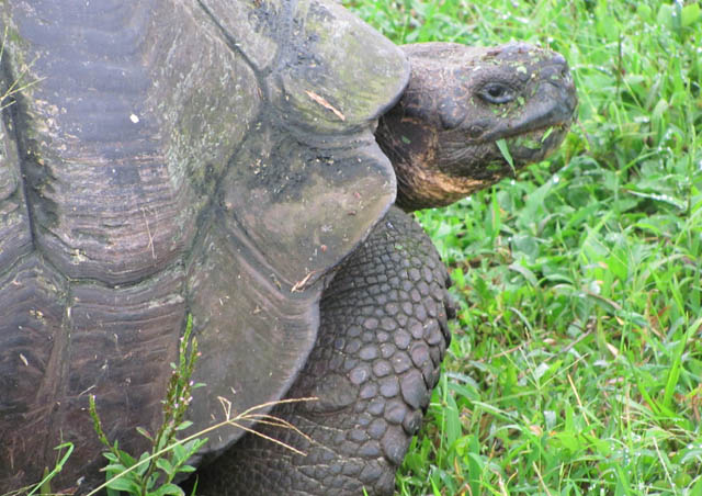 Galapagos Tortoise, one of the many highlights of that trip