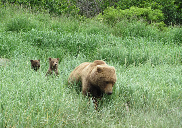 Grizzly momma with cubs
